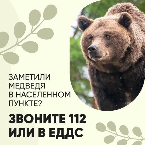 Внимание! Участились случаи выхода медведей в населенные пункты! Внимание! Участились случаи выхода медведей в населенные пункты!.